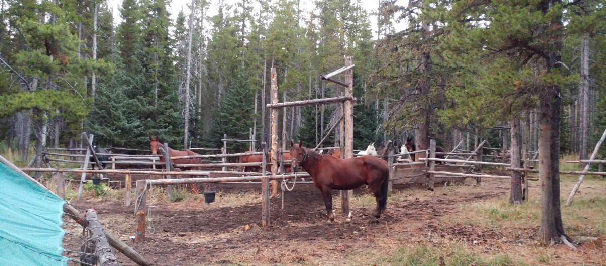 Pack horse in hunting camp