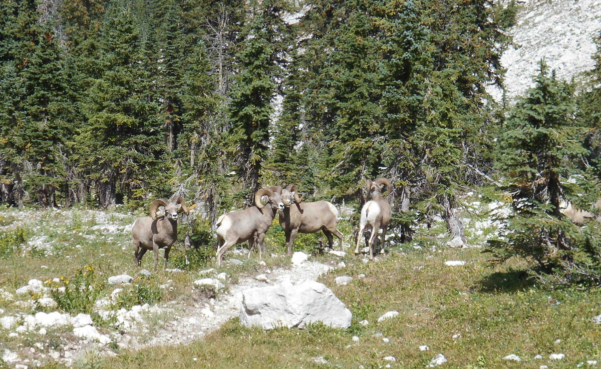 Big Horn Sheep