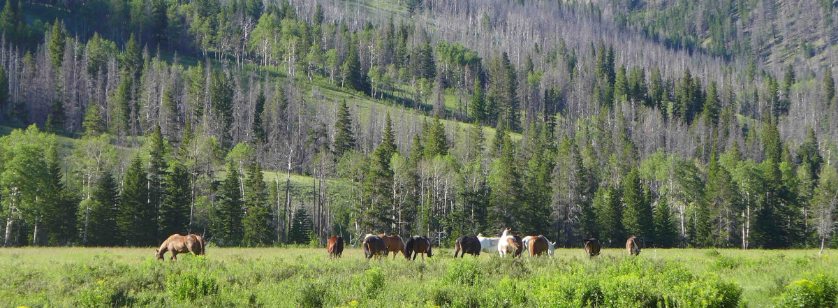 Grazing Horses