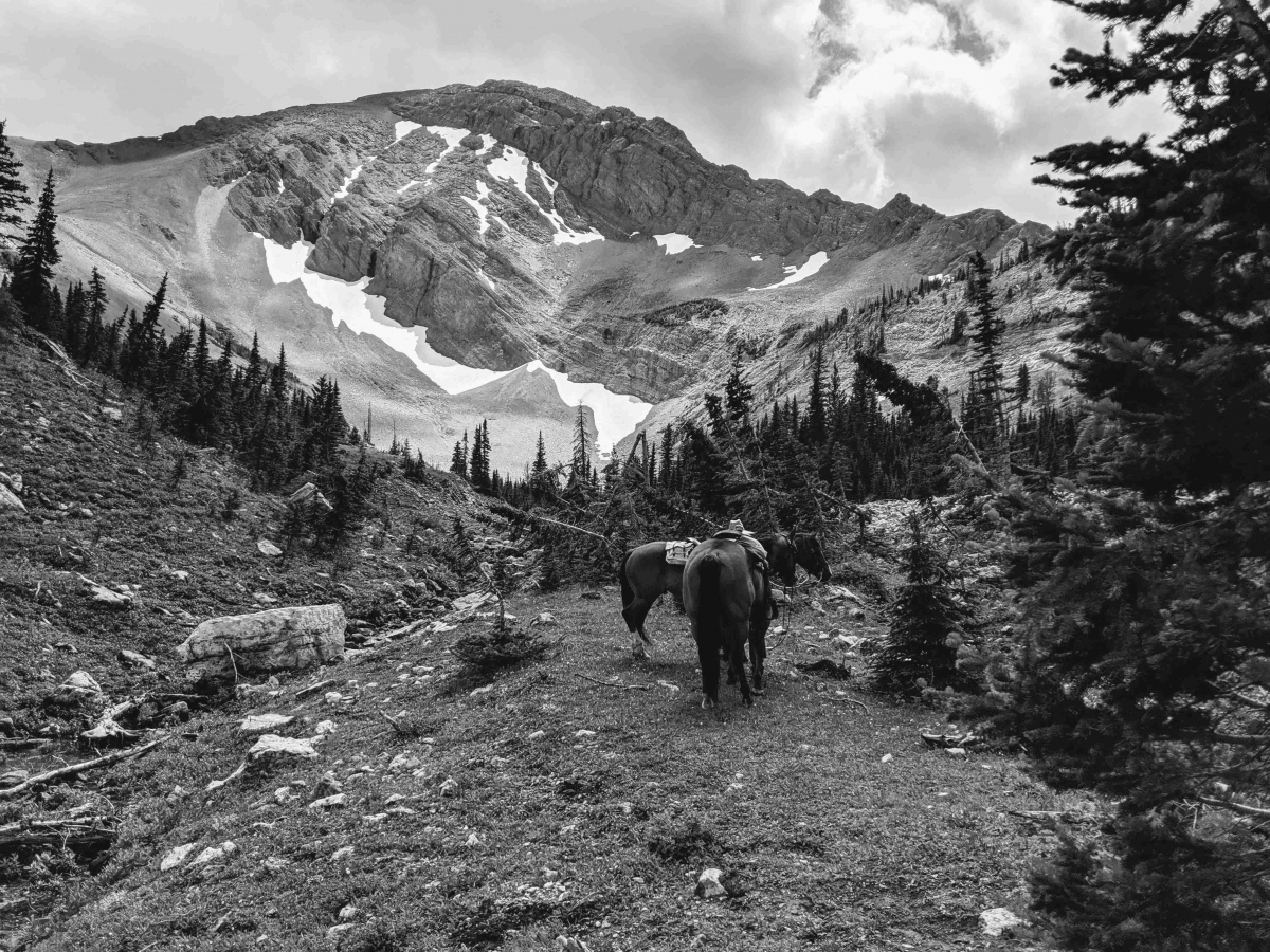 Rocky Mountain with Horses