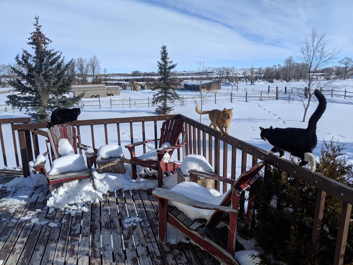 Barn Cats