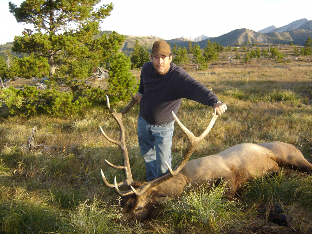 Bull Elk