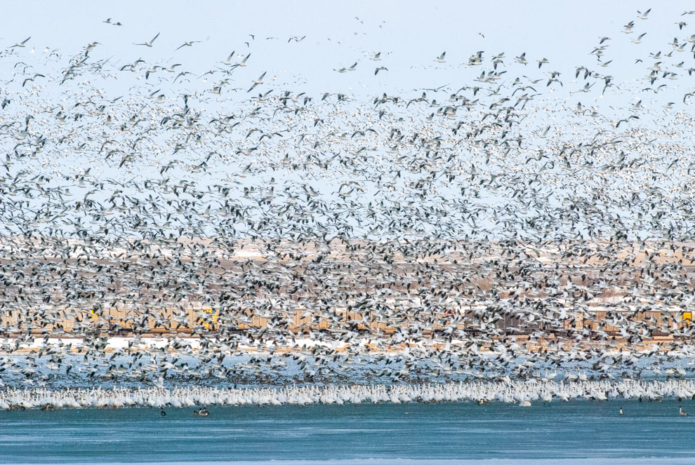 Snow Geese at Freezeout
