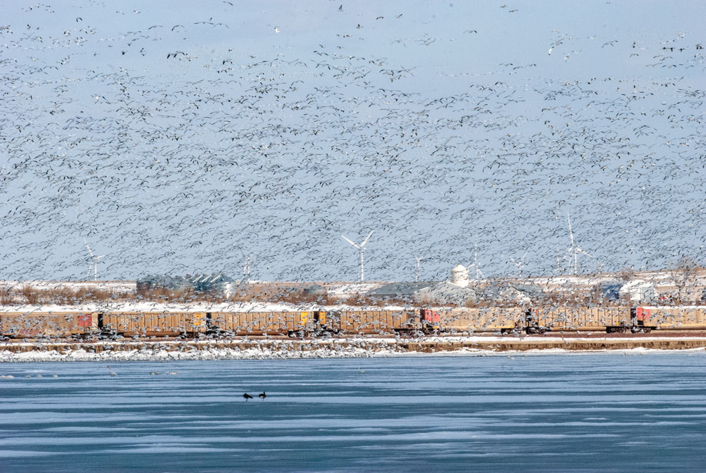 Snow Geese at Freezeout