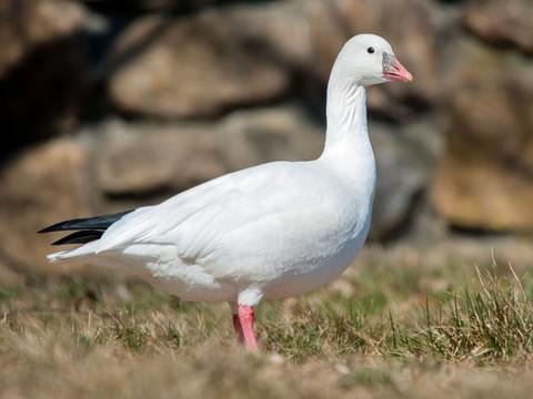 Snow Goose