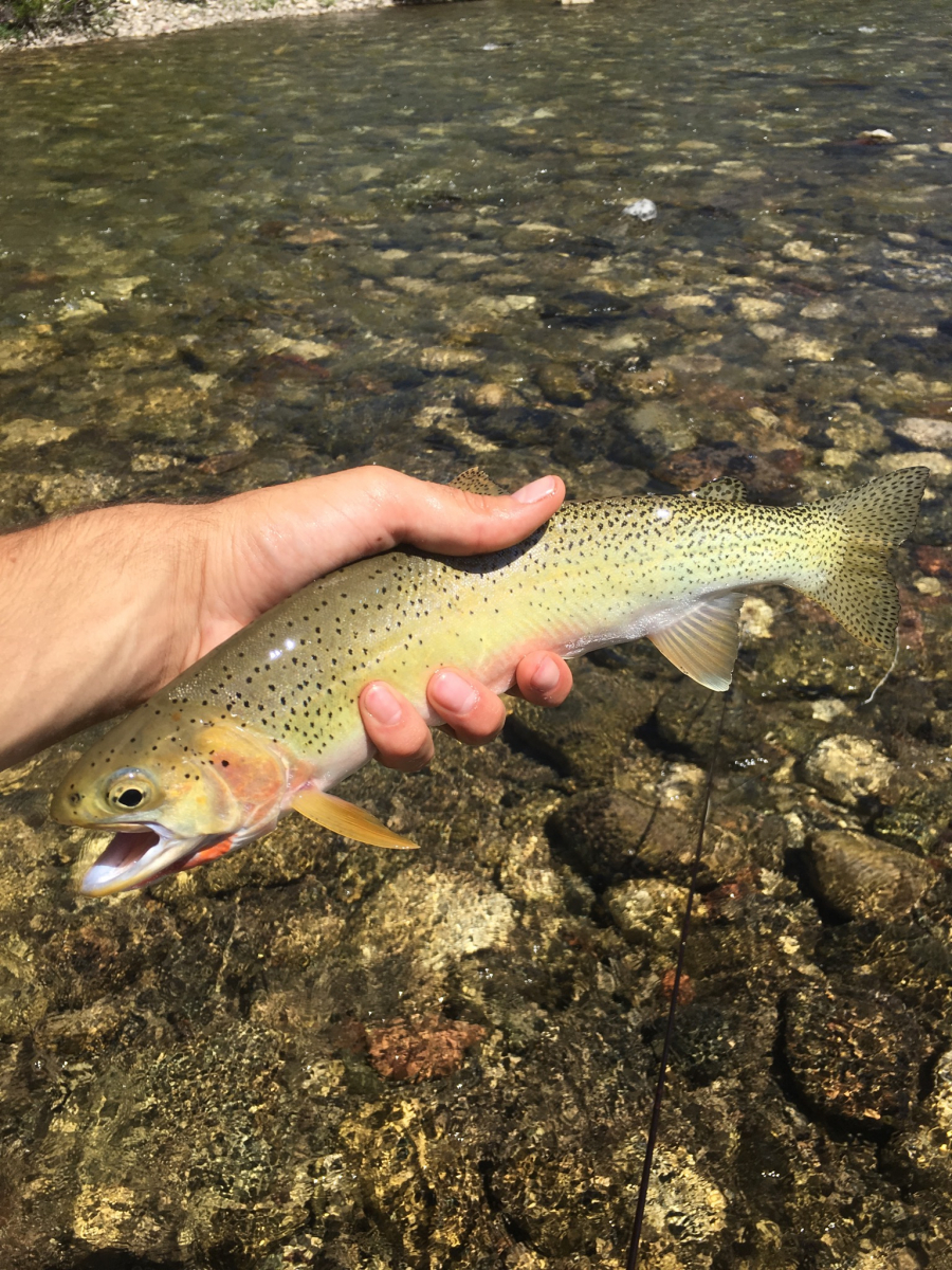 Cutthroat Trout